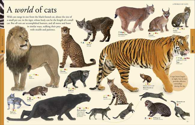 Animals A Visual Encyclopedia by Dorling Kindersley 2